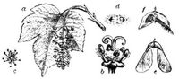 40. Bergahorn: a Blatt und Bl�tentraube, b fruchtbare Zwitterbl�te, c m�nnliche Bl�te, d Fruchtknoten (Querschnitt), e Fl�gelfrucht, f Teil der letztern, links ge�ffnet und den Samen zeigend.