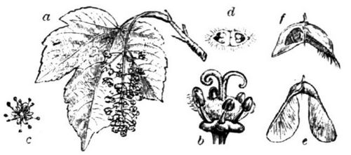 40. Bergahorn: a Blatt und Bl�tentraube, b fruchtbare Zwitterbl�te, c m�nnliche Bl�te, d ...