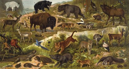Amerikanische Tierwelt. 1. Bergziege. 2. Baribal. 3. Grislyb�r. 4. Rotkopfspecht. 5. Truthalm. 6. Wandertaube. 7. Baumwachtel. 8. Virginischer Hirsch. 9. Pr�riehund. 10. Bison. 11. Pr�riehuhn. 12. Heulwolf. 13. Nordamerikanisches Stinktier. 14. Waschb�r. 15. Biber. 16. Wapiti. 17. Gabelantilope. 18. Gemeine Klapperschlange. 19. Uistiti. 20. Kapuzineraffe. 21. Roter Br�llaffe. 22. Brillenkaiman. 23. Axolotl. 24. S�damerikanische Waldschildkr�te. 25. Buschmeister. 26. Suppenschildkr�te. 27. Hyazintharara. 28. Kolibris. 29. Tapir. 30. Jaguar. 31. Kuguar. 32. Ozelot. 33. Pampastrau�. 34. Lama. 35. K�nigsgeier. 36. Ameisenb�r. 37. Dreig�rteliges G�rteltier.