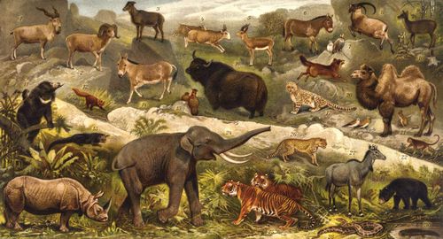 Asiatische Tierwelt 1. Schraubenhornziege. 2. Argali. 3. Thar. 4. Saigaantilope. 5. Kropfantilope. ...