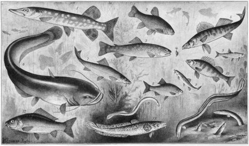 Fische. I. (S��wasserfische) 1. Hecht (0,5-1 m). 2. Gemeine Schleie (20-50 cm). 3. Bachforelle (0,2-1 m). 4. Sander (0,5-1 m). 5. Ukelei (10-20 cm). 6. Donauwels (1-3 m). 7. Gemeine Barbe (30-70 cm). 8. Rotfeder (15-30 cm). 9. Schmerle (10-15 cm). 10. Flu�barsch (20-60 cm). 11. Flu�neunauge (30-50 cm). 12. Gemeiner Karpfen (30-50 cm). 13. Aalraupe (30-50 cm). 14. Flu�aal (0,5-1,5 m).