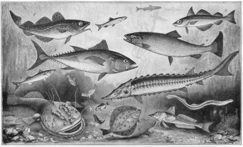 Fische. II. (Seefische.) 1. Kabeljau (bis 1,5 m). 2. Hering (20-35 cm). 3. Schellfisch (bis 90 cm). 4. Lachs (0,5-1,5 m). 5. Thunfisch (1-3 m). 6. Gemeine Makrele (30-60 cm). 7. Gemeiner St�r (2-6 m). 8. Seeteufel (0,6-1,8 m). 9. Flunder (20-50 cm). 10. Gemeiner Knurrhahn (40-80 cm). 11. Lamprete (bis 1 m).