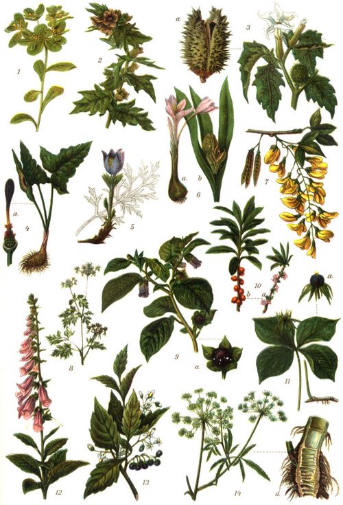 Giftpflanzen. 1. Sonnenwendige Wolfsmilch. 2. Bilsenkraut. 3. Stechapfel; a aufgesprungene reife Frucht. 4. Gefleckter Aronsstab; a Bl�tenkolben (Scheidenblatt entfernt). 5. K�chenschelle. 6. Herbstzeitlose; a bl�hend, b fruchttragend. 7. Goldregen. 8. Hundspetersilie. 9. Tollkirsche; a Frucht. 10. Kellerhals; a bl�hend, b fruchttragend. 11. Einbeere; a Frucht. 12. Roter Fingerhut. 13. Schwarzer Nachtschatten. 14. Wasserschierling; a Wurzelstock, durchschnitten.