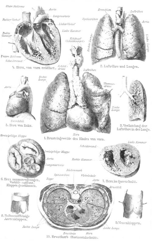 Eingeweide. I. Brusteingeweinde. Brusteingeweinde. 1. Brusteingeweide des Kindes von vorn. 2. Luftr�hre und Lungen. 3. Ver�stelung der Luftr�hre in der Lunge. 4. Herz, von vorn er�ffnet. 5. Herz von links. 6. Herz zusammengezogen; Vorh�fe entfernt, Klappen geschlossen. 7. Herz im Querschnitt. 8. Halbmondf�rmige Aortenklappen. 9. Venenklappen. 10. Brustkorb (Horizontalschnitt).