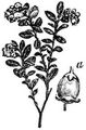 Vaccinium