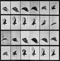 Muybridge, Eadweard: Fliegender Geier (0.19 Sekunden)