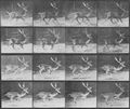 Muybridge, Eadweard: a.) Trottender Bock b.) Galoppierender Bock