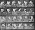 Muybridge, Eadweard: Dread, gehend