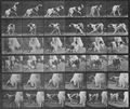 Muybridge, Eadweard: Kate dreht sich um (1.74 Sekunden)