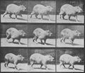 Muybridge, Eadweard: Cabybara, gehend