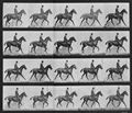 Eadweard Muybridge: Daisy mit Reiter