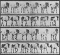 Muybridge, Eadweard: Hansel, frei gehend (0.90 Sekunden)