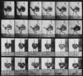 Muybridge, Eadweard: Strau� im Anlauf (0.52 Sekunden)