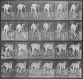 Muybridge, Eadweard: Dread, trottend