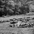 O'Sullivan, Timothy H.: Gettysburg, »Ernte des Todes«