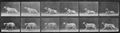 Muybridge, Eadweard: Smith beginnt direkt zu trotten (0.95 Sekunden)