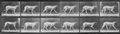 Muybridge, Eadweard: Smith geht, wechselt zu Trott (1.10 Sekunden)