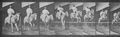 Muybridge, Eadweard: Pandora �berspringt eine H�rde (1.49 Sekunden)