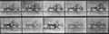 Muybridge, Eadweard: Gehender Gnu