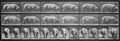 Muybridge, Eadweard: Gehende Sau (0.67 Sekunden)