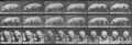 Muybridge, Eadweard: Gehende Sau (0.77 Sekunden)