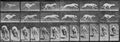 Muybridge, Eadweard: Galoppierende Maggie, wendet (0.49 Sekunden)