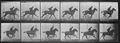 Muybridge, Eadweard: Daisy mit Reiter