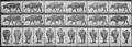 Muybridge, Eadweard: Gehender Ochse (1.23 Sekunden)