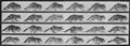 Muybridge, Eadweard: Gehender Waschb�r, wechselt zum Galopp (0.32 Sekunden)
