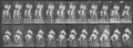 Muybridge, Eadweard: Elberon mit Reiter (0.46 Sekunden)
