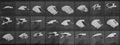Muybridge, Eadweard: Fliegender Kakadu (0.17 Sekunden)