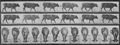 Muybridge, Eadweard: Gehender Ochse (1.15 Sekunden)