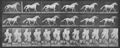 Muybridge, Eadweard: Eagle, trottet frei (0.45 Sekunden)
