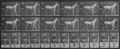 Muybridge, Eadweard: Katydid mit Sulky (0.62 Sekunden)