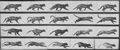 Muybridge, Eadweard: Trottende Katze, wechselt zum Galopp (0.30 Sekunden)
