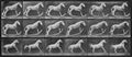 Muybridge, Eadweard: a.) Eagle schaukelnd b.) rollt einen Balken