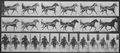 Muybridge, Eadweard: Pornto mit Sulky (0.74 Sekunden)
