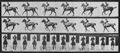Muybridge, Eadweard: Annie G. mit Jockey (0.56 Sekunden)