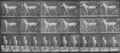 Muybridge, Eadweard: Katydid mit Sulky (0.70 Sekunden)
