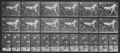 Muybridge, Eadweard: Katydid mit Sulky (0.52 Sekunden)