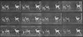 Muybridge, Eadweard: Galoppierender Bock und Dammhirschk�he (0.71 Sekunden)