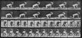 Muybridge, Eadweard: Krabbelndes gesundes Kind