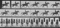 Muybridge, Eadweard: Beauty mit Reiter (0.52 Sekunden)