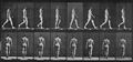Muybridge, Eadweard: Gehender Mann, den Arm schwingend