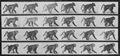 Muybridge, Eadweard: Pavian geht auf allen Vieren (0.42 Sekunden)