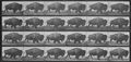 Muybridge, Eadweard: Gehendes Bison (0.65 Sekunden)