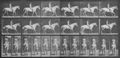 Muybridge, Eadweard: Smith mit Reiter (0.82 Sekunden)
