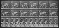 Muybridge, Eadweard: Gehende Ziege, zieht Sulky (0.51 Sekunden)
