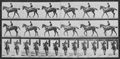 Muybridge, Eadweard: Annie G. mit Jockey (0.44 Sekunden)