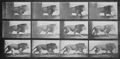 Muybridge, Eadweard: Gehender L�we (0.75 Sekunden)